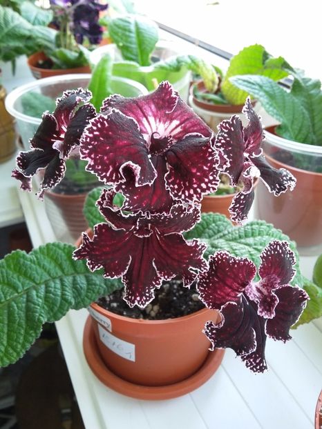  - Streptocarpusi 2017