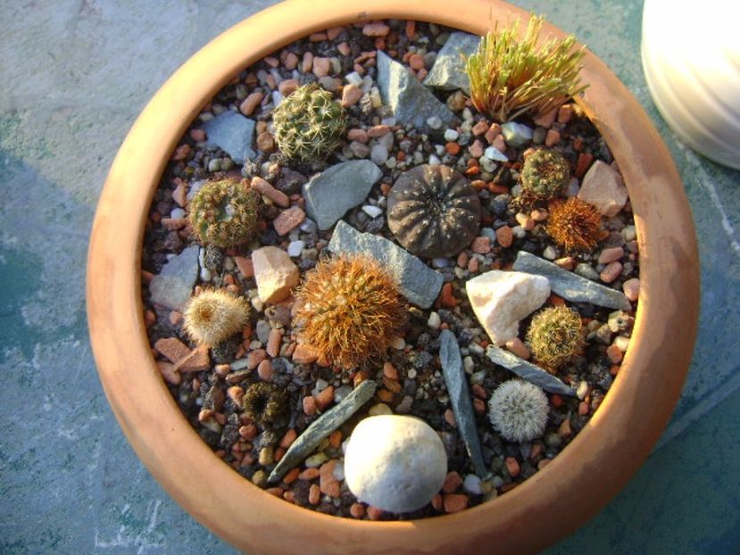 Grup de 10 frailea - Cactusi 2017