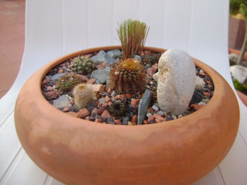 Grup de 10 frailea - Cactusi 2017