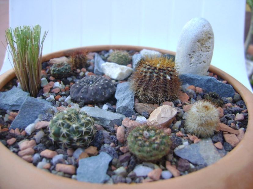 Grup de 10 frailea - Cactusi 2017