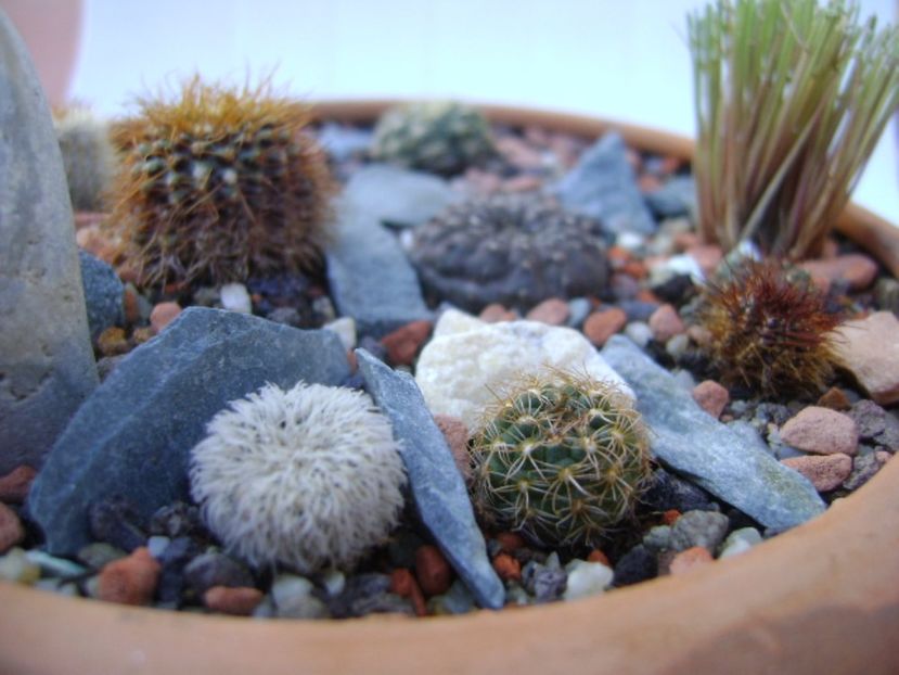 Grup de 10 frailea - Cactusi 2017