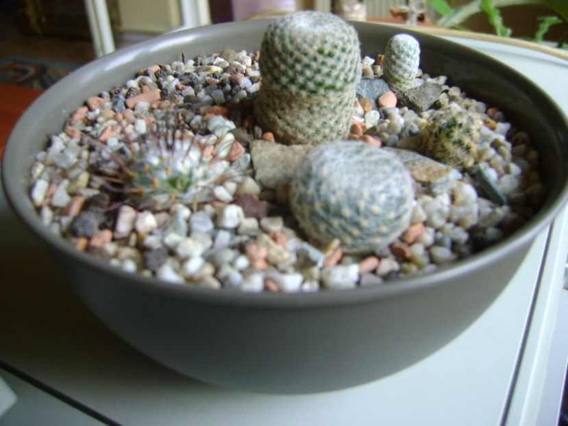 Grup de 5 mammillarii - Cactusi 2017