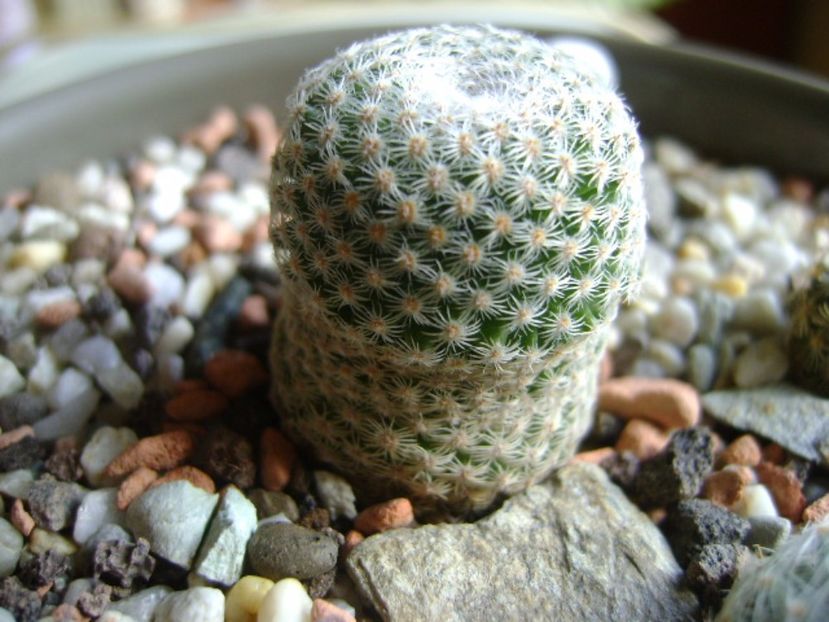 Mammillaria crucigera - Cactusi 2017
