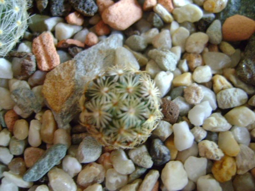 Mammillaria hernandezii - Cactusi 2017