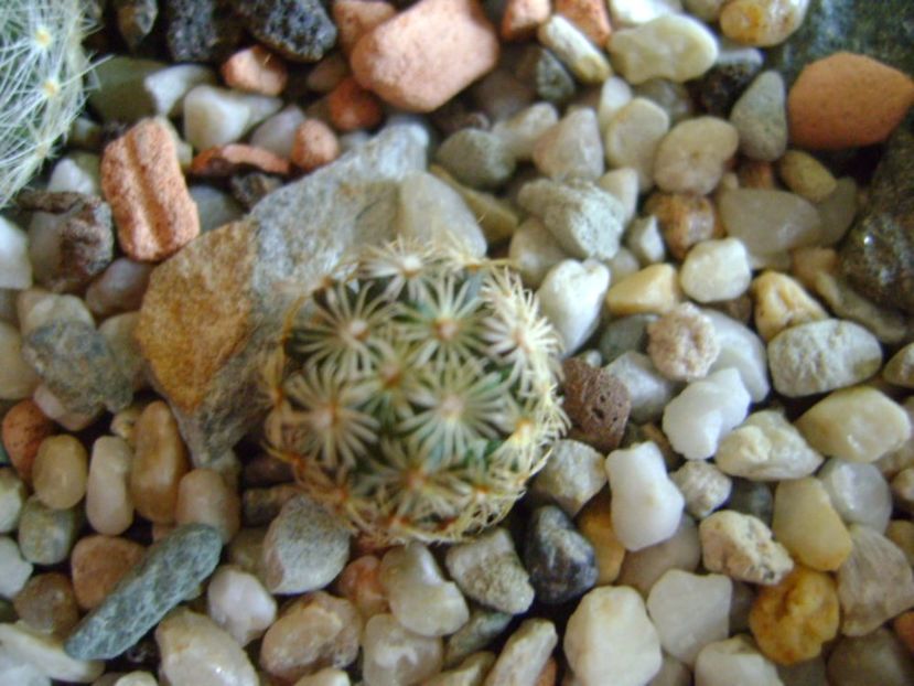 Mammillaria hernandezii - Cactusi 2017