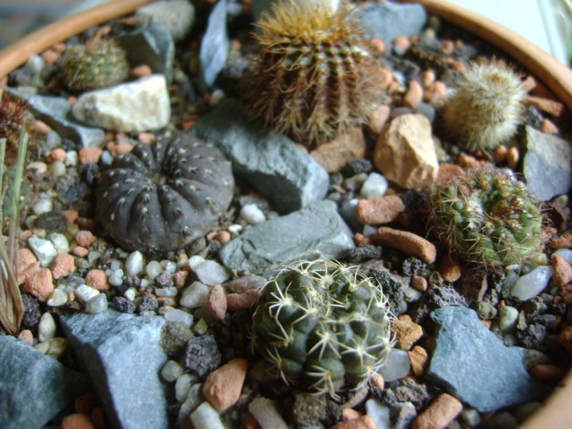 Grup de 10 frailea - Cactusi 2017