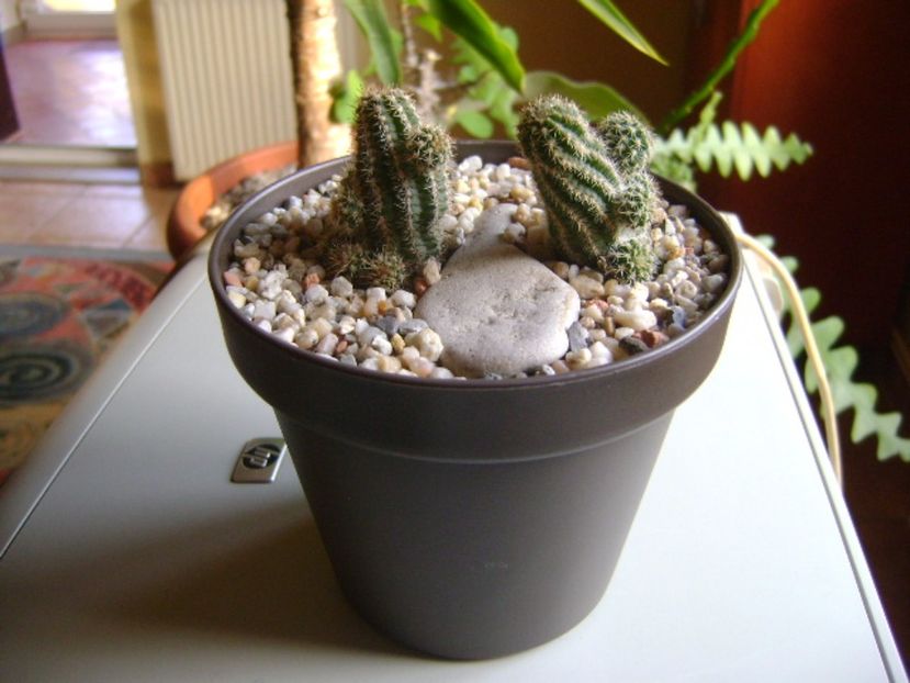 Chamaecereus hb. &  Chamaelobivia hb. - Cactusi 2017