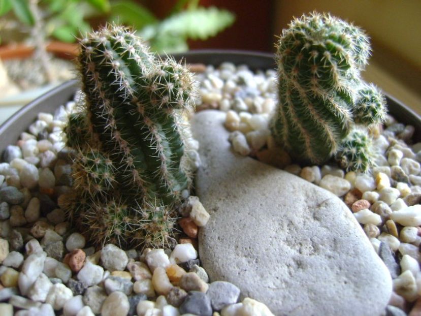 Chamaecereus hb. &  Chamaelobivia hb. - Cactusi 2017