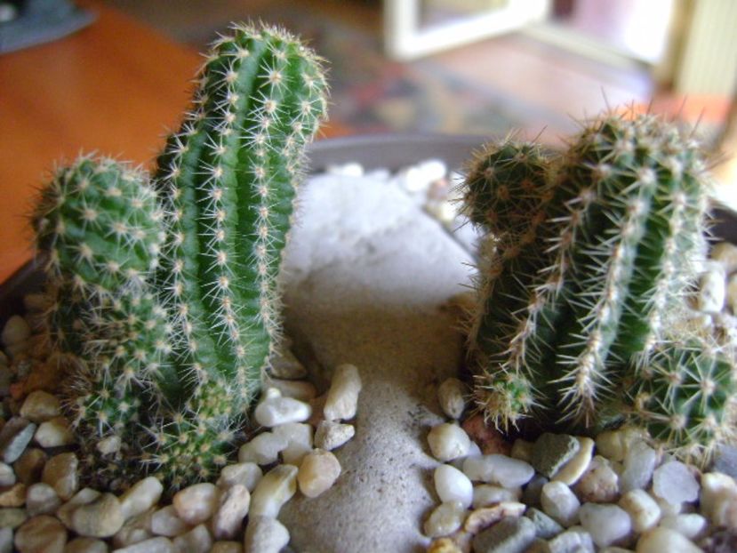 Chamaecereus hb. &  Chamaelobivia hb. - Cactusi 2017