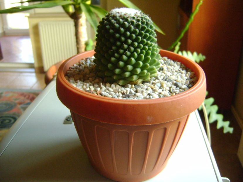 Mammillaria polythele cv. Stachellos - Cactusi 2017
