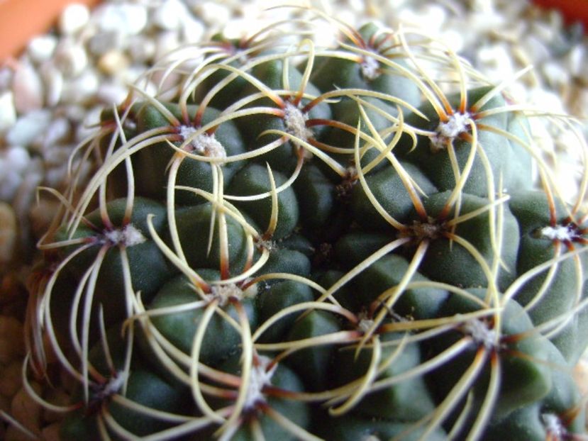 Gymnocalycium baldianum - Cactusi 2017 Gymnocalycium