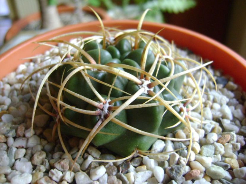 Gymnocalycium ferox v. ferocior (Gymnocalycium castellanosii ssp. ferocius) - Cactusi 2017 Gymnocalycium