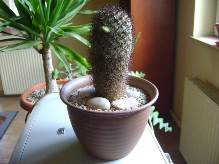 Mammillaria microhelia, boboci - Cactusi 2017