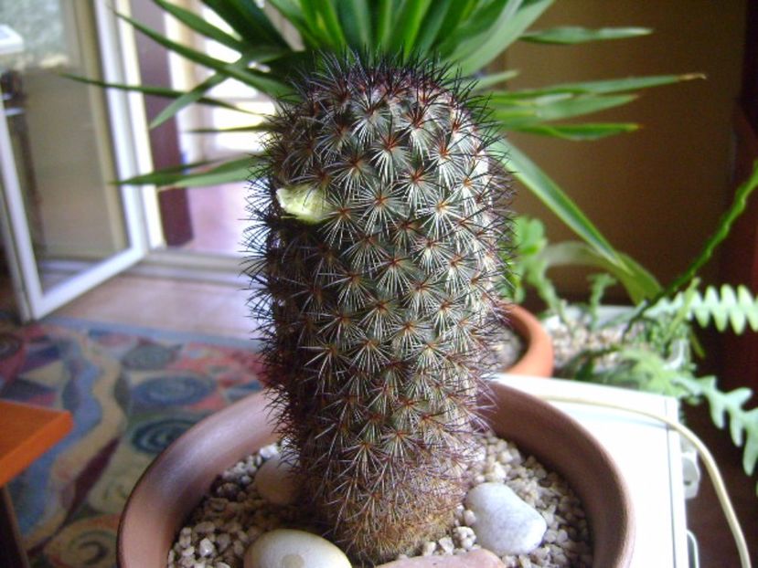 Mammillaria microhelia - Cactusi 2017