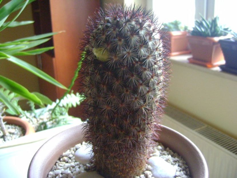 Mammillaria microhelia - Cactusi 2017