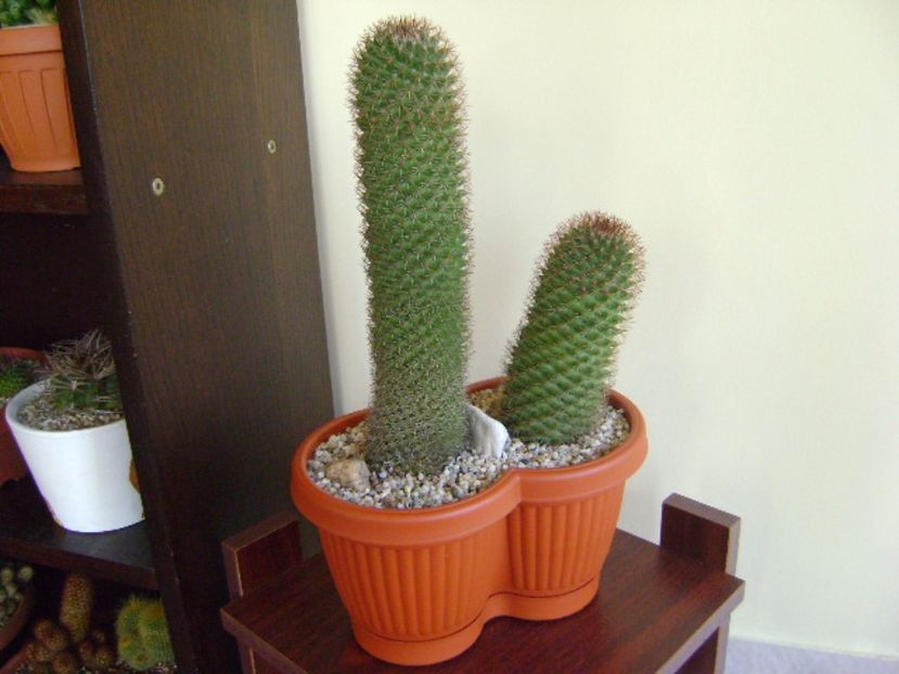 Mammillaria backebergiana - Cactusi 2017