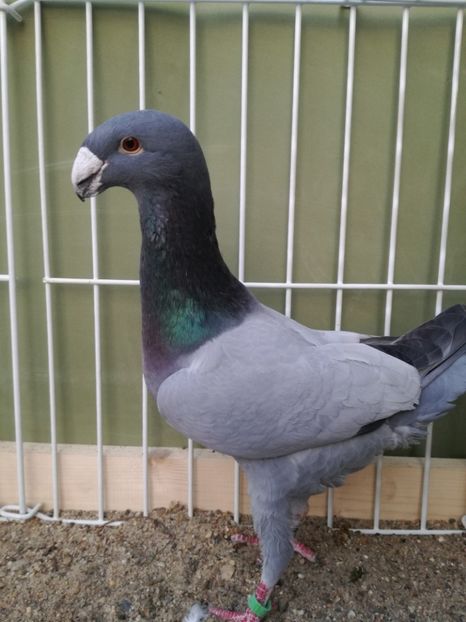  - Achizitii noi si viitoarea matca 2017 masculi si femele albastrii fara dungi