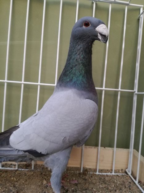  - Achizitii noi si viitoarea matca 2017 masculi si femele albastrii fara dungi