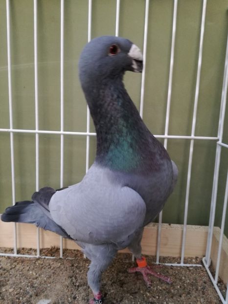  - Achizitii noi si viitoarea matca 2017 masculi si femele albastrii fara dungi