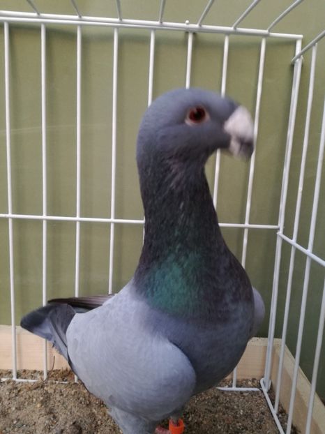  - Achizitii noi si viitoarea matca 2017 masculi si femele albastrii fara dungi