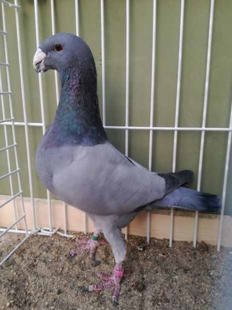  - Achizitii noi si viitoarea matca 2017 masculi si femele albastrii fara dungi