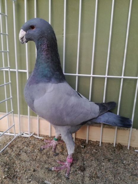  - Achizitii noi si viitoarea matca 2017 masculi si femele albastrii fara dungi