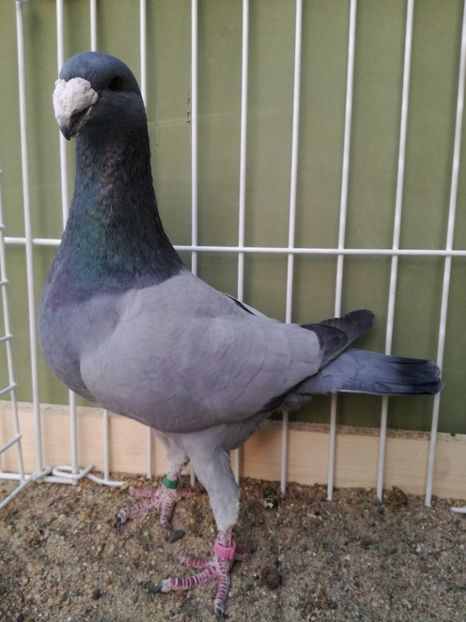  - Achizitii noi si viitoarea matca 2017 masculi si femele albastrii fara dungi