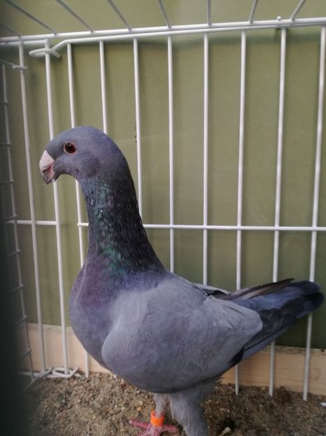  - Achizitii noi si viitoarea matca 2017 masculi si femele albastrii fara dungi