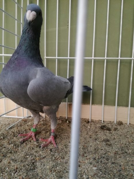  - Achizitii noi si viitoarea matca 2017 masculi si femele albastrii fara dungi