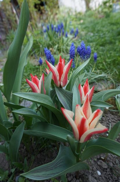 Pinocchio - 2017 Gradina