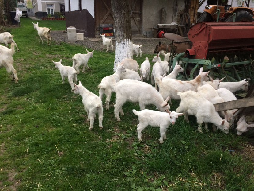  - capritele in 2016-2017-18-19