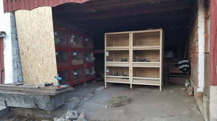 SCHIMBARI LA ADAPOST - Custi iepuri