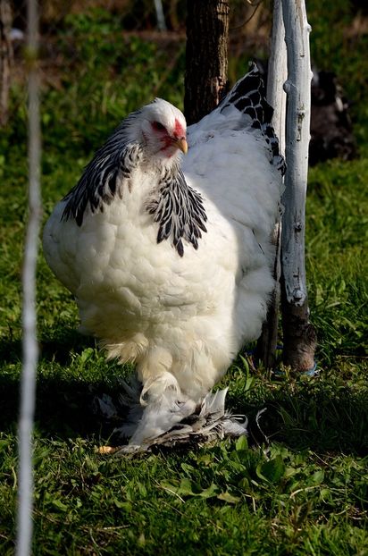  - 1 Brahma herminat deschis 2019