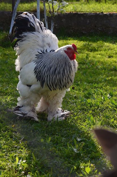  - 1 Brahma herminat deschis 2019