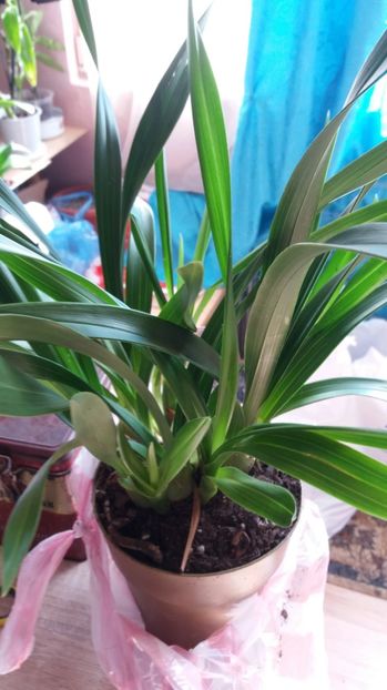  - Cymbidium