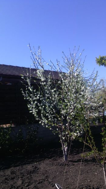 Prune - Flori de gradina 2017