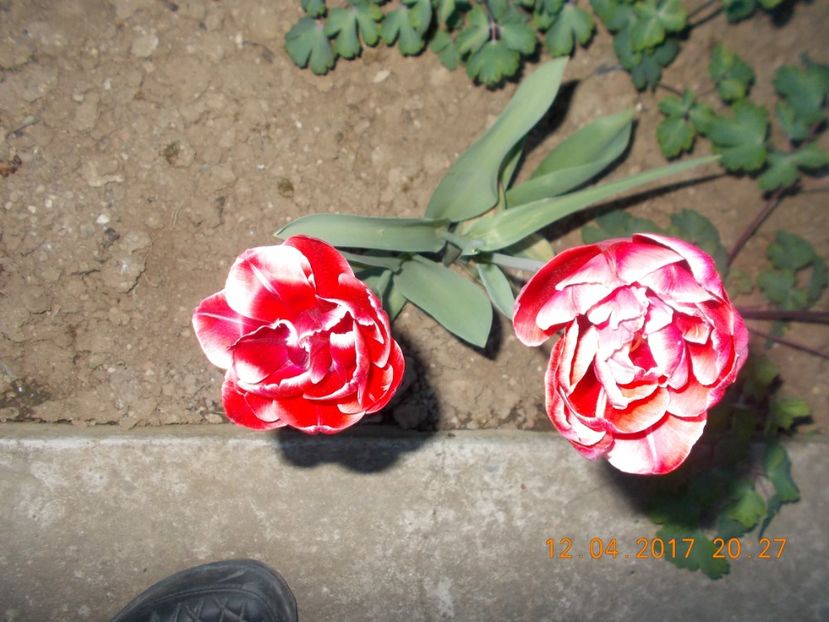  - Flori de gradina-2016-2017-2018-2019-2022