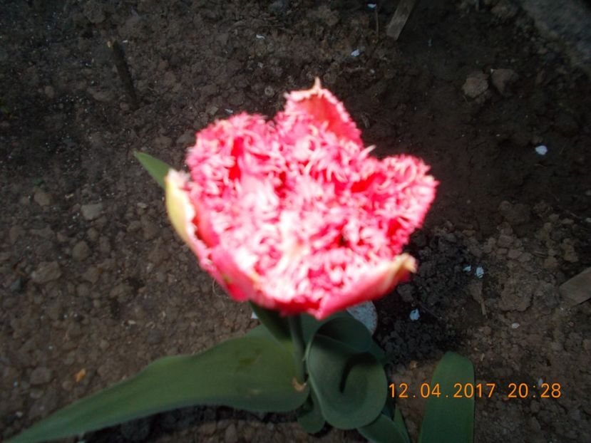  - Flori de gradina-2016-2017-2018-2019-2022