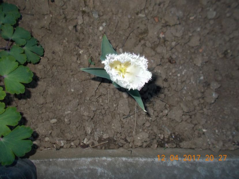  - Flori de gradina-2016-2017-2018-2019-2022