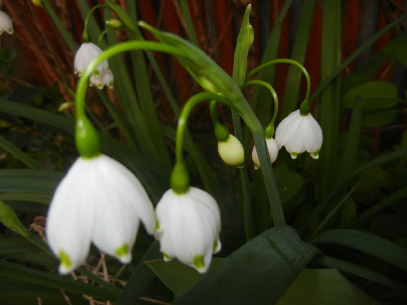 Leucojum aestivum (2017, April 10) - GHIOCEI_Leucojum aestivum