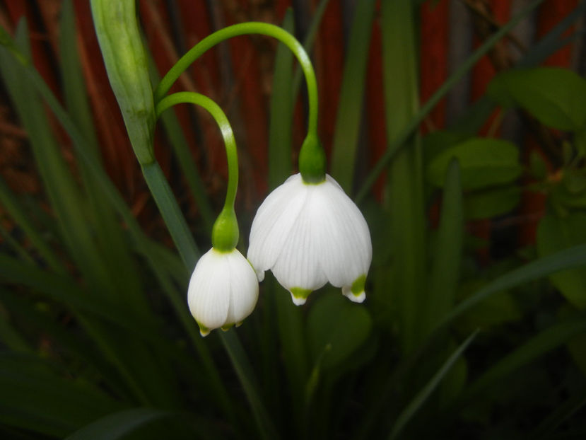 Leucojum aestivum (2017, April 10) - GHIOCEI_Leucojum aestivum