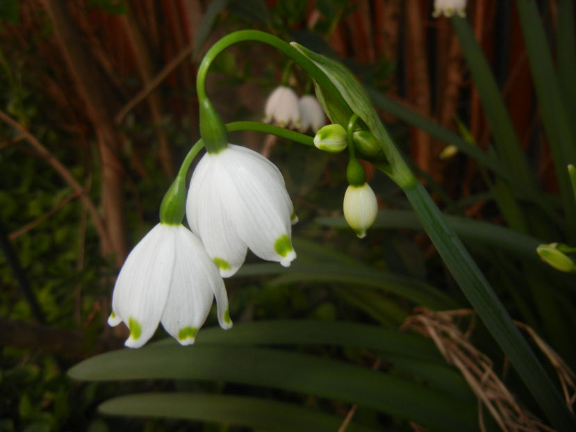 Leucojum aestivum (2017, April 10) - GHIOCEI_Leucojum aestivum