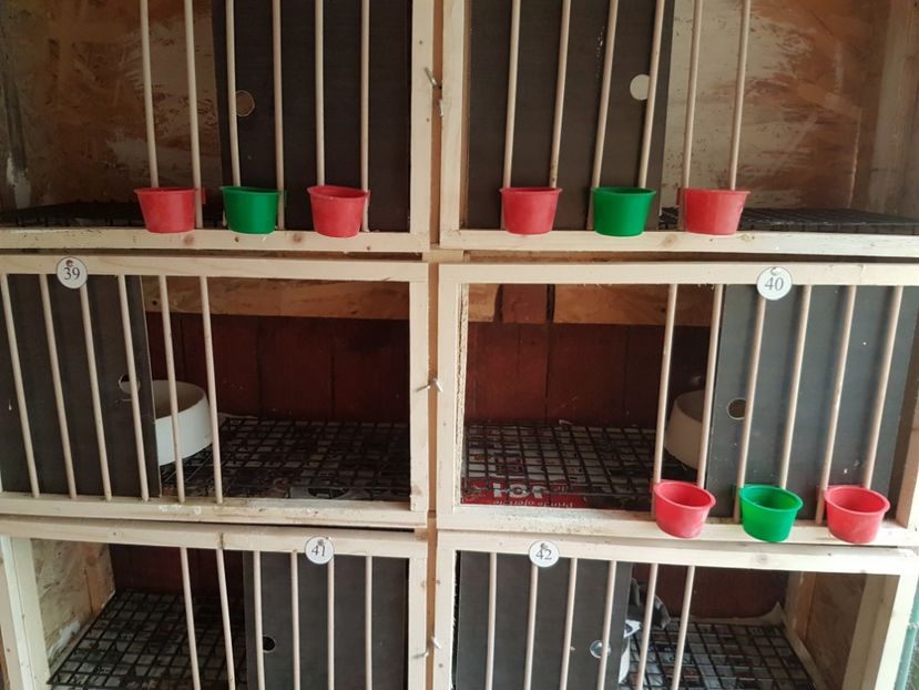  - 7___   VOLIERA MEA