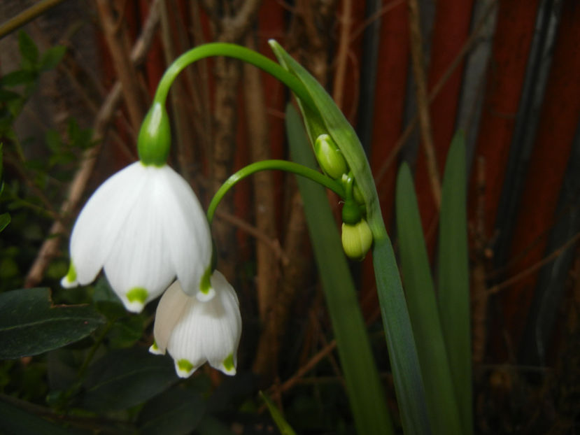 Leucojum aestivum (2017, April 10) - GHIOCEI_Leucojum aestivum