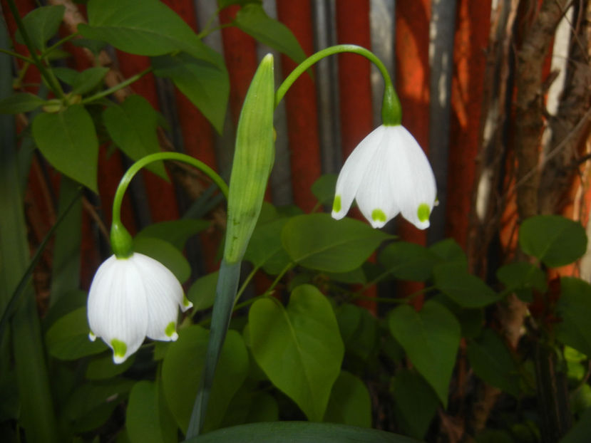 Leucojum aestivum (2017, April 10) - GHIOCEI_Leucojum aestivum