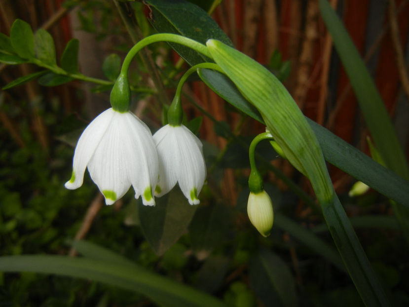 Leucojum aestivum (2017, April 10) - GHIOCEI_Leucojum aestivum