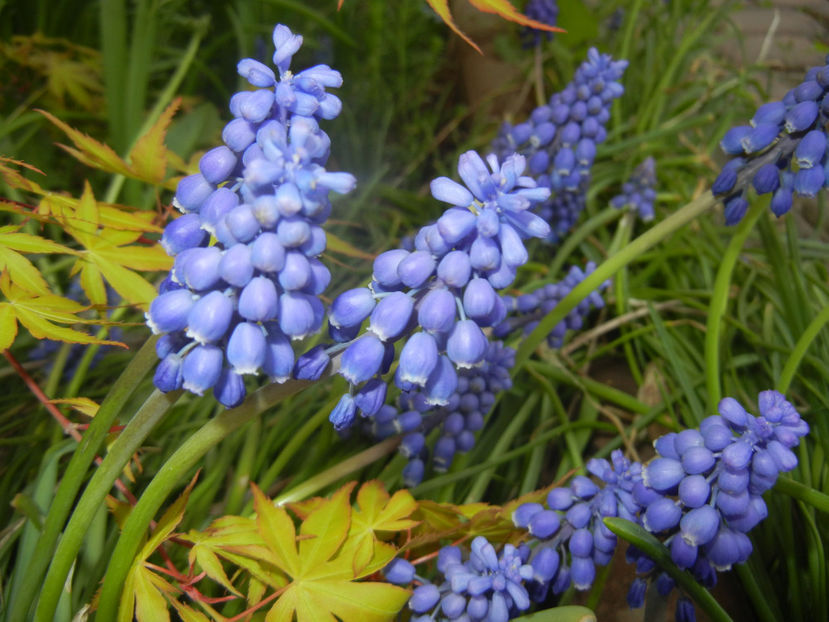 Muscari armeniacum (2017, April 06) - Muscari Armeniacum