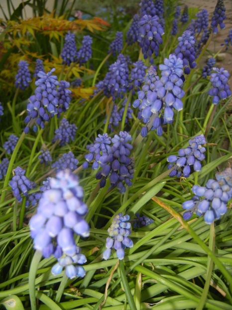 Muscari armeniacum (2017, April 06) - Muscari Armeniacum