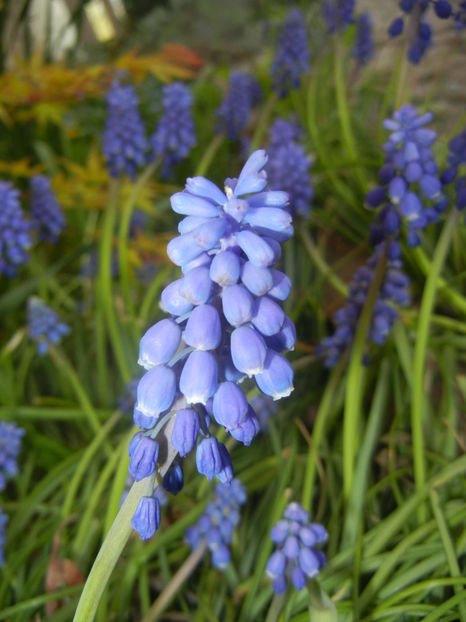 Muscari armeniacum (2017, April 06) - Muscari Armeniacum