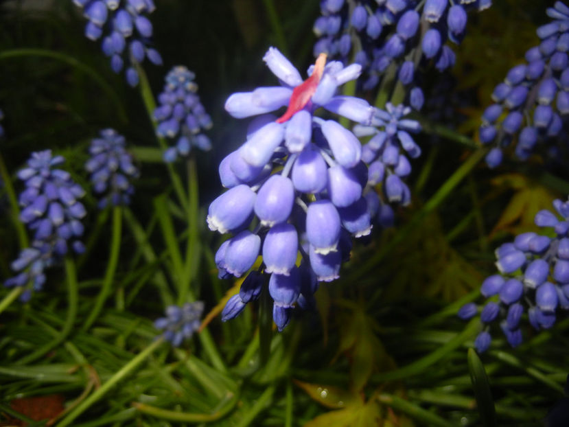 Muscari armeniacum (2017, April 10) - Muscari Armeniacum